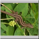 Lacerta agilis - Zauneidechse w09.jpg